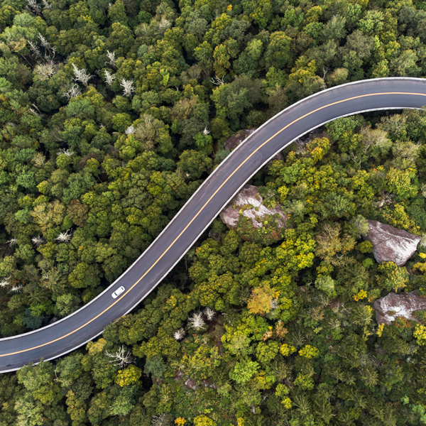 Road Through the Forrest