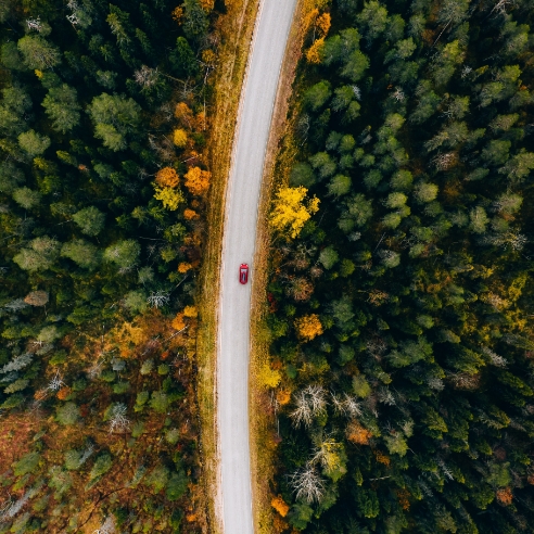 Road Between a Forest
